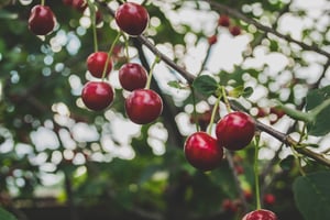 macu-ic-fQWKGEllX2c-unsplash